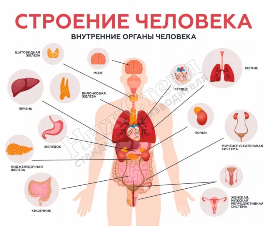 Состав человека органы. Строение органов человека. Строение внутренних органов женщины. Схема органов женщины. Анатомия человека внутренние органы женщины.