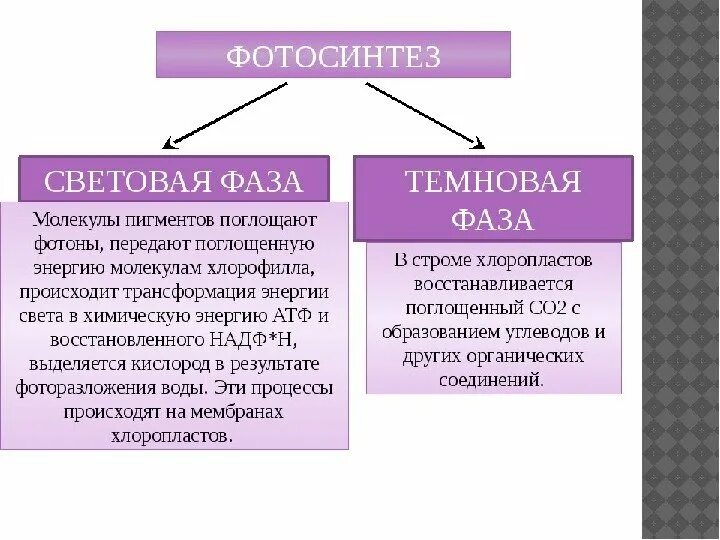 Основные процессы световой фазы фотосинтеза. Процессы световой фазы фотосинтеза. Кратко охарактеризуйте темновую фазу фотосинтеза. Кратко охарактеризуйте темновую фазу фотосинтеза. Биология фотосинтез 10 класс световая и темновая фаза.