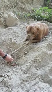 Живьем