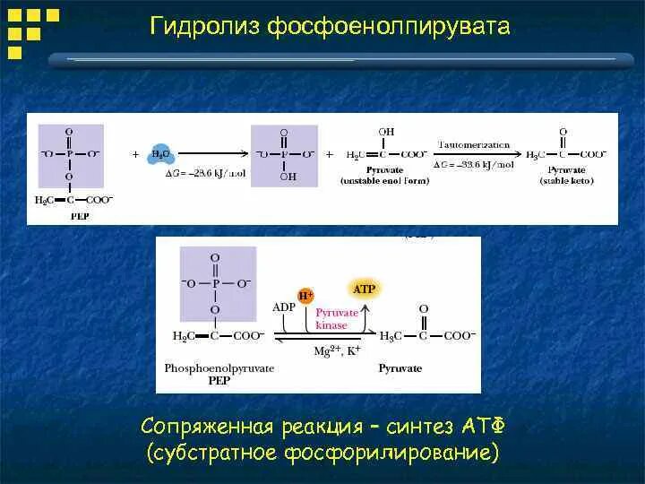 Полный гидролиз атф. Полный гидролиз атф