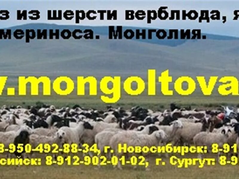 монгольская шерсть. товары монголии. пух овцебыка. шерсть яка или верблюда. верблюжья шерсть.