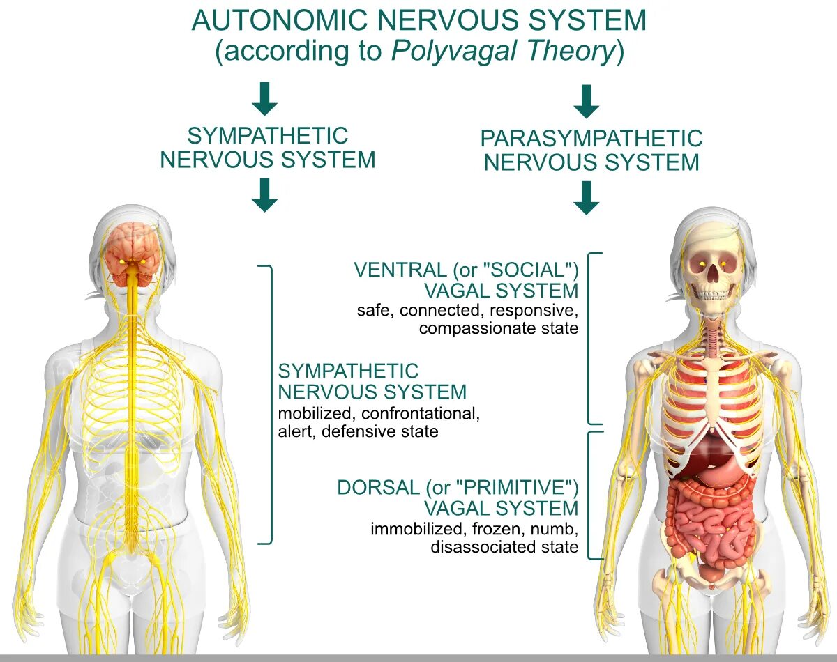 Нервная система человека память. Polyvagal Theory. Нервная система человека. Стресс и нервная система.