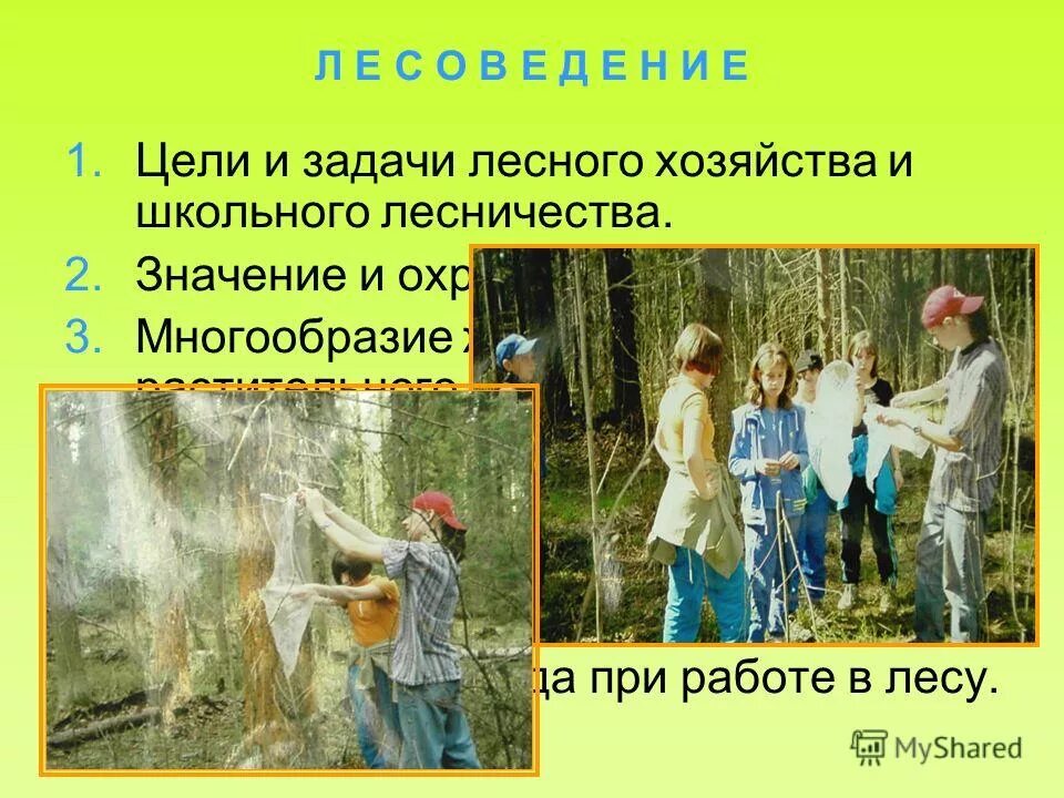 экономика лесного хозяйства. лесное хозяйство значение. лесная и деревообрабатывающая промышленность. презентация на тему лесоводство. охрана и защита леса.