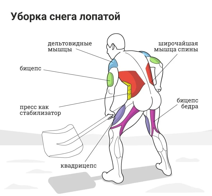 Сколько восстанавливаются плечи. Какие мышцы качаются при уборке снега. Упражнения и задействованные мышцы. Какие мышцы качаются. Мышцы задействованные при ходьбе.