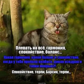 Спокойно главный