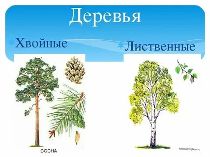 Лиственные и хвойные 2 класс