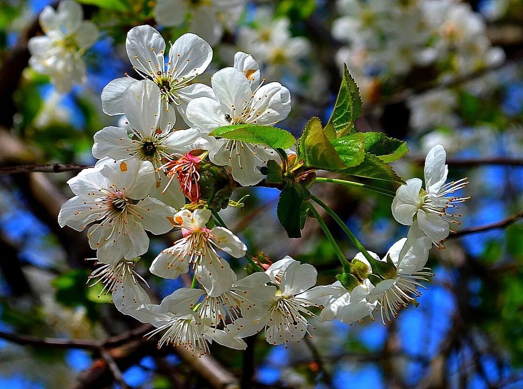Песни расцветали яблони минус. Расцветали яблони. Расцветающаяся яблоня. Расцветали яблони и груши. Расцветали груши.