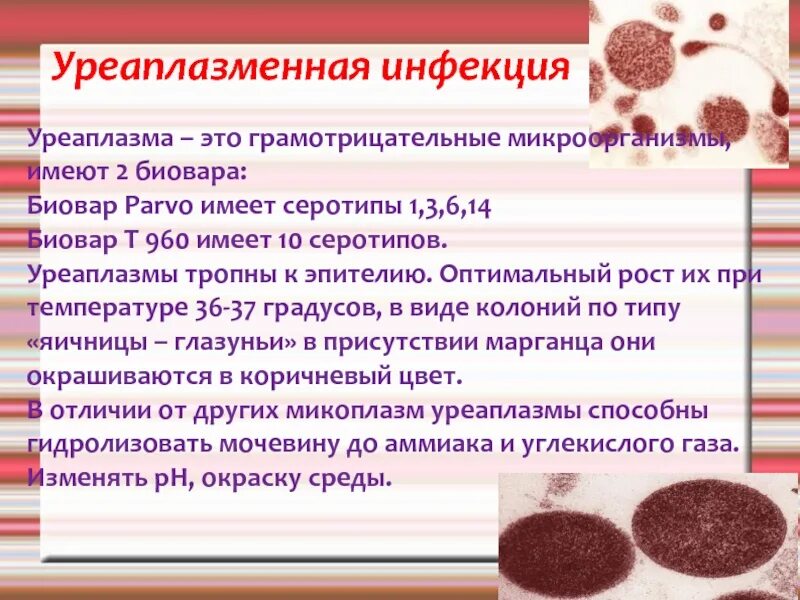 Микоплазма как передается. Уреаплазменная инфекция. Уреаплазмоз возбудитель.