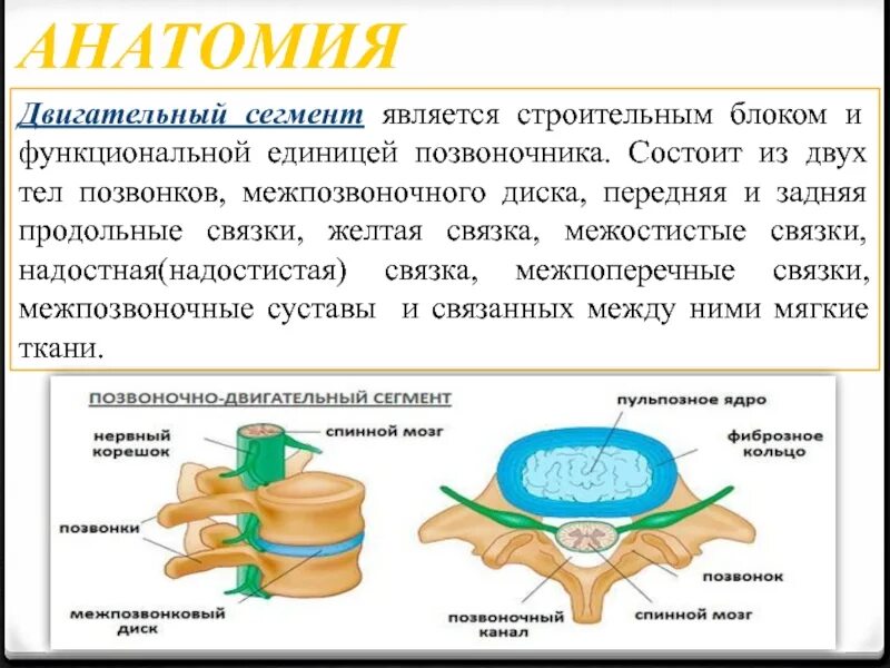 Двигательный сегмент
