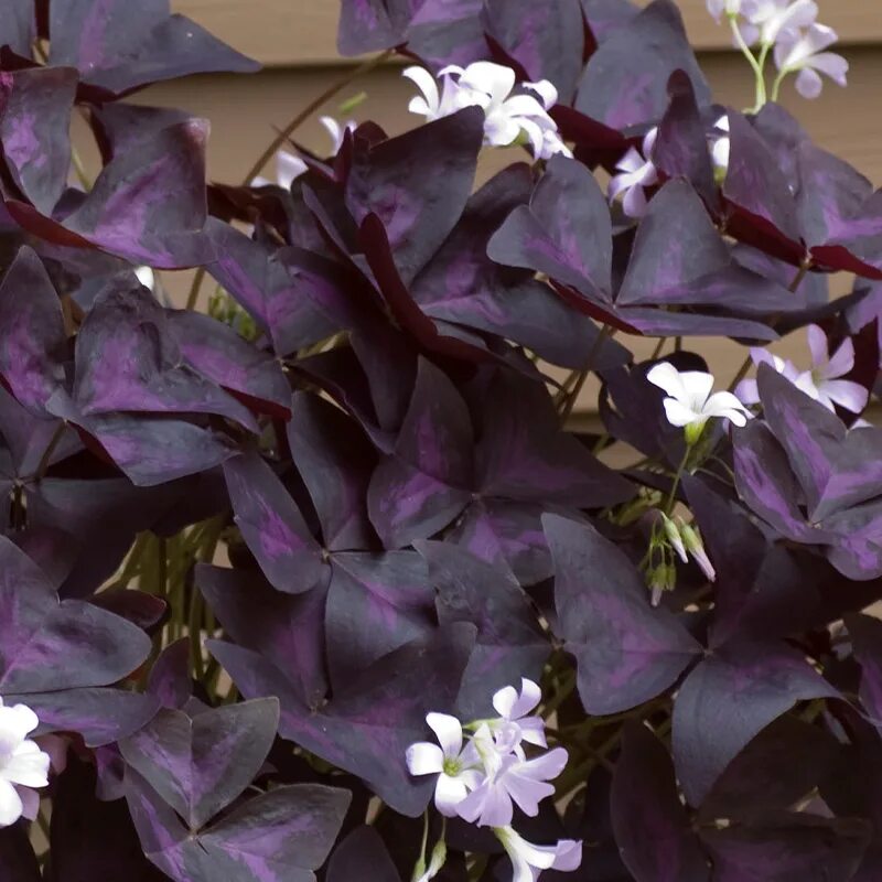 Название комнатных цветов с фиолетовым. Оксалис блэк вельвет. oxalis triangularis. оксалис с фиолетовыми листьями. кислица фиолетовая.