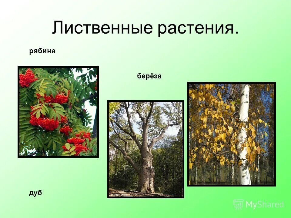 лиственные мягкие породы древесины. ясень лиственная порода. особенности лиственных растений презентация. особенности лиственных растений презентация. лиственные леса доклад.