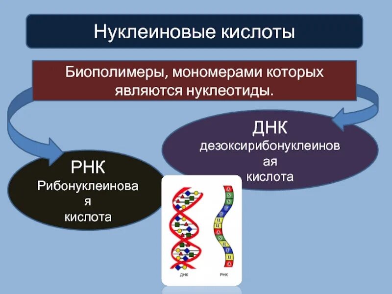 Выберите биополимеры. Нуклеиновые кислоты это биополимеры. Нуклеиновые кислоты биополимеры мономерами которых. Нуклеиновые кислоты РНК. Нуклеиновые кислоты это биополимеры мономерами которых являются.