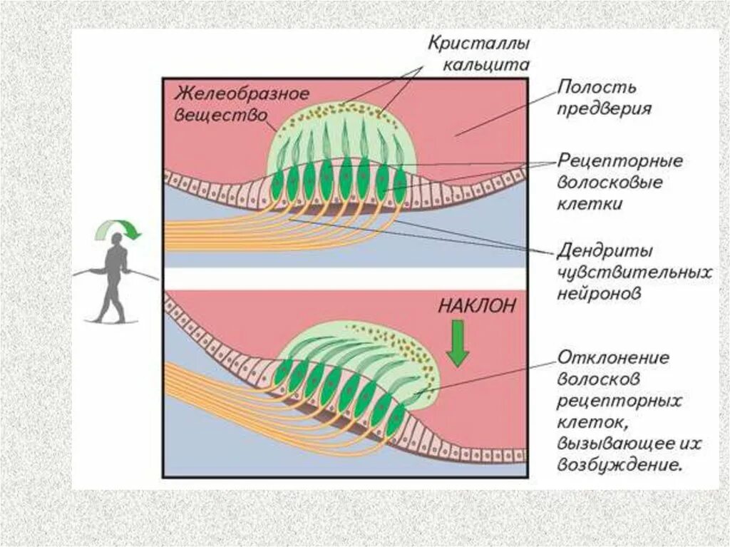 Центр кожно мышечного чувства. Функции кожно мышечного чувства. Мышечное чувство строение и функции таблица. Орган равновесия мышечное и кожное чувство. Функции кожно мышечного чувства таблица.