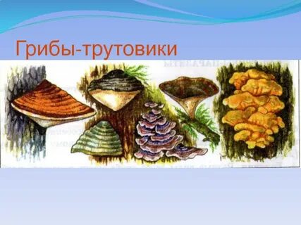 5 трутовик