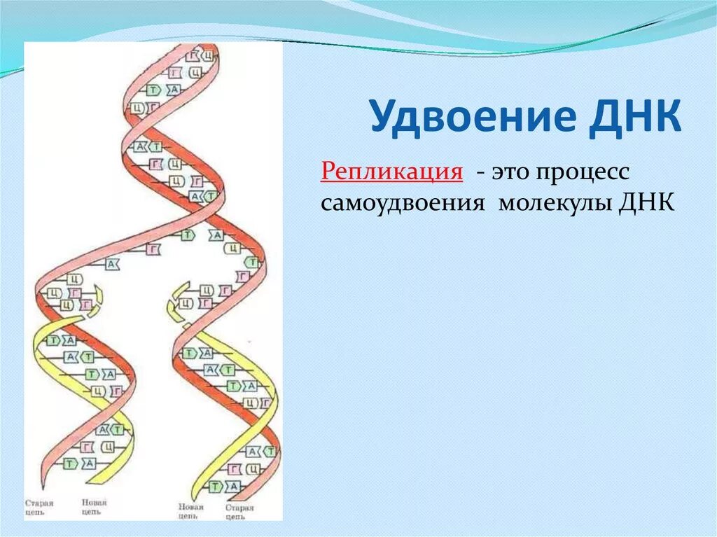 Днк это какие данные. Удвоение (репликация) молекул ДНК. Схема репликации молекулы ДНК. Биологии репликация ДНК схема. Репликация (редупликация, удвоение ДНК).