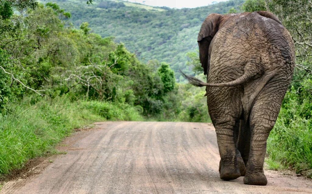 Elephants walking. Слон вид сверху. Слоны сверху. Слон со всех сторон.