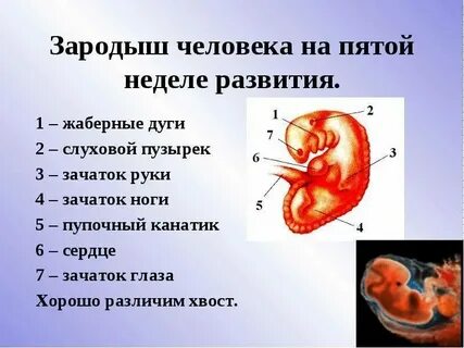 Стадии плода при беременности