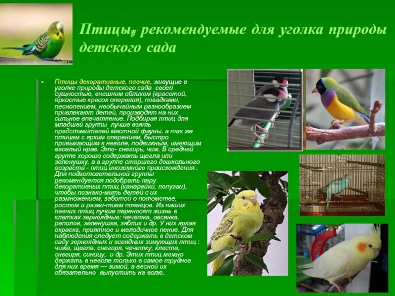 Каких птиц можно содержать в живом уголке. Птицы для уголка природы. декоративные птицы презентация. птички в уголок природы. проект декоративные птицы.