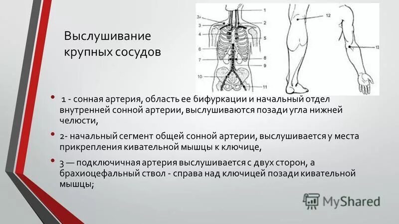 осмотр по областям тела