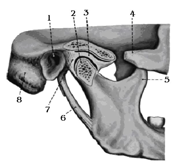 Суставной бугорок ВНЧС. Нижнечелюстная ямка ВНЧС. Суставная впадина височно-нижнечелюстного сустава.