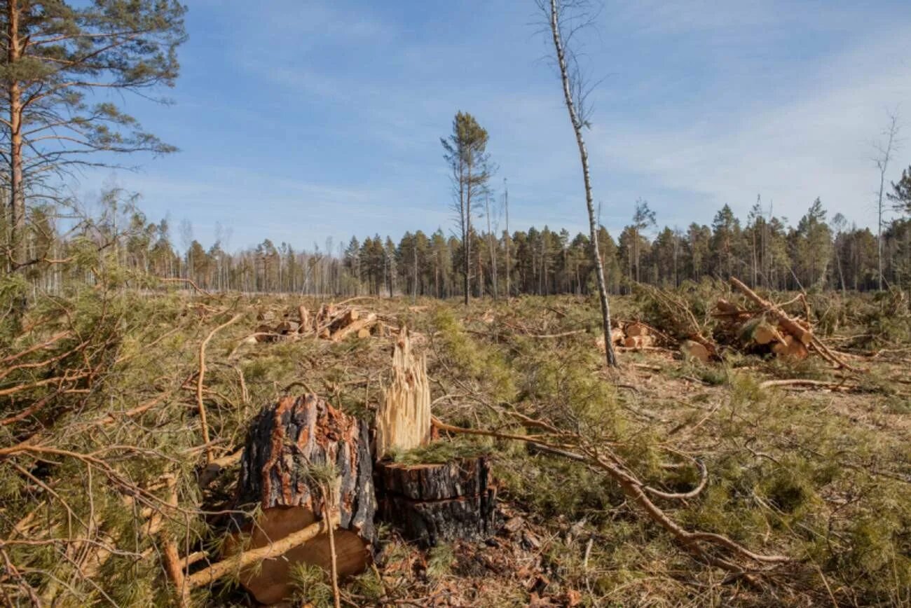 Вырубленная тайга. Чунский лпк вывозка леса. Ирбейский район вырубка лесов. Вырубленная тайга. Рубка лесов.