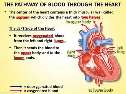 The centre of the heart
