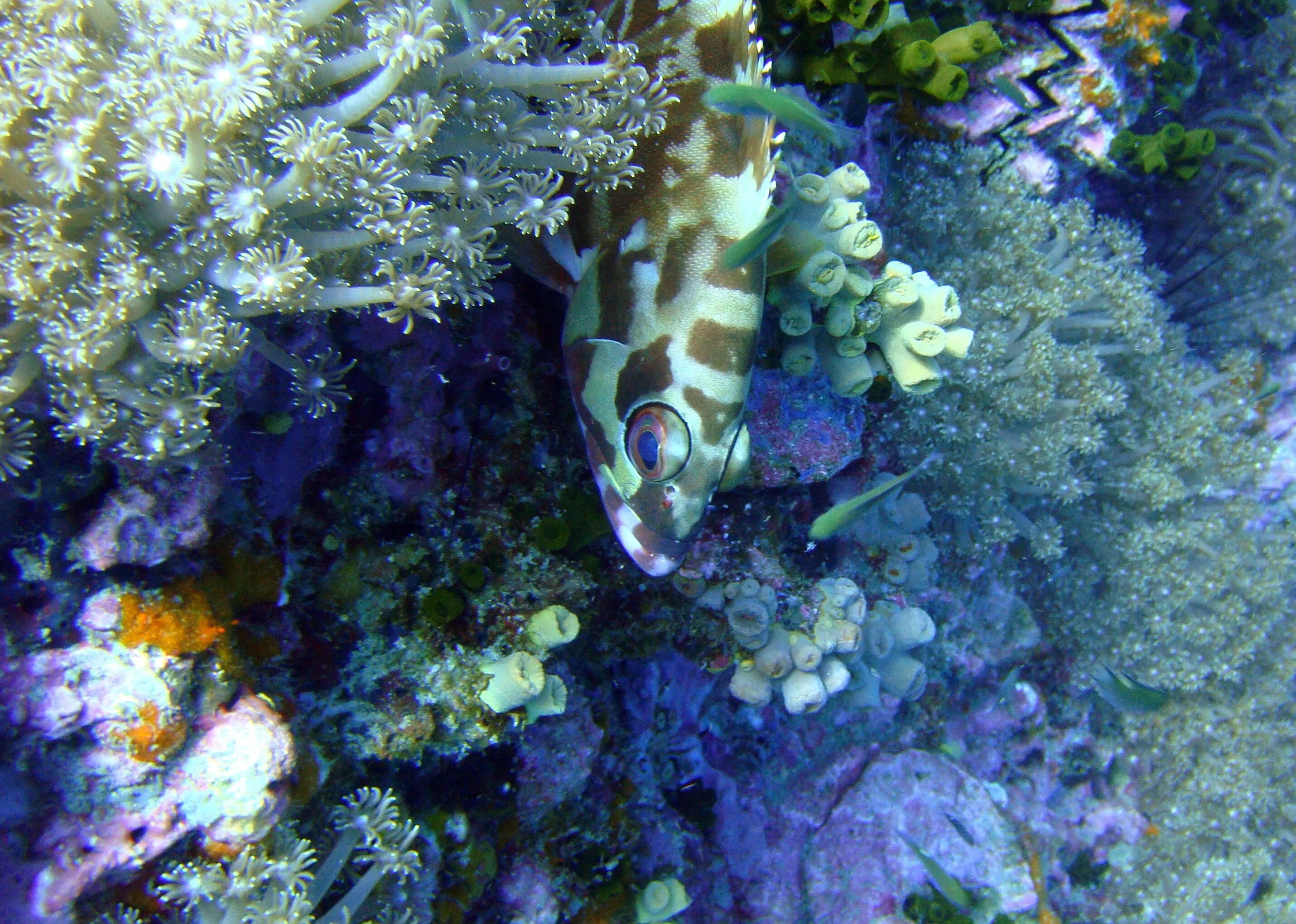 Разнообразие водных организмов. Рыбы на рифах в Тайланде. Тайланд кораллы рыбы. Морское разнообразие. Водные организмы.