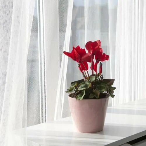 Indoor Plant (Gerbera) Gerbera plant, Common house plants, Plants