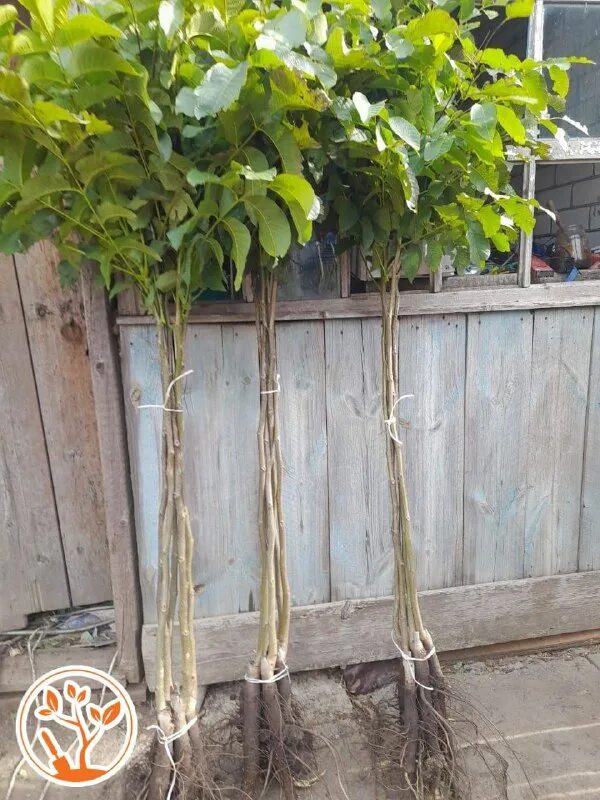 Гарден март саженцы интернет магазин. Гарден плантс питомник. Саженцы гарден класс. Гарден класс саженцы отзывы покупателей. Гарден класс саженцы отзывы покупателей.