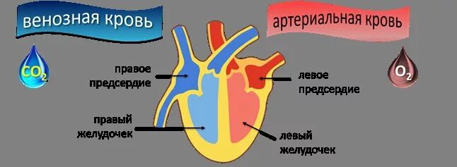 Венозная кровь наблюдается в. Артериальная и венозная кровь. Венозная и артериальная кровь цвет.