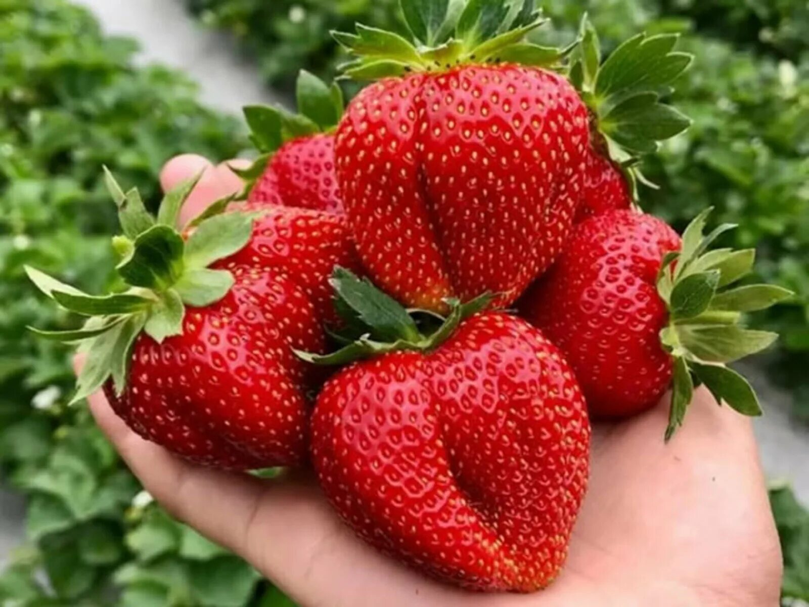 Земляника крупноплодная корона