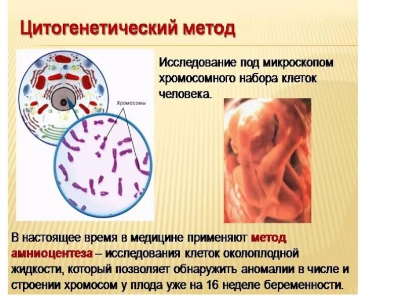 Какие методы используют для цитогенетического исследования