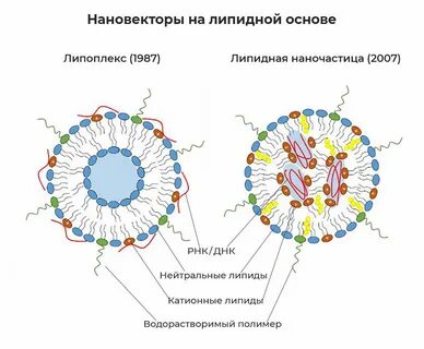 Липосомальный это
