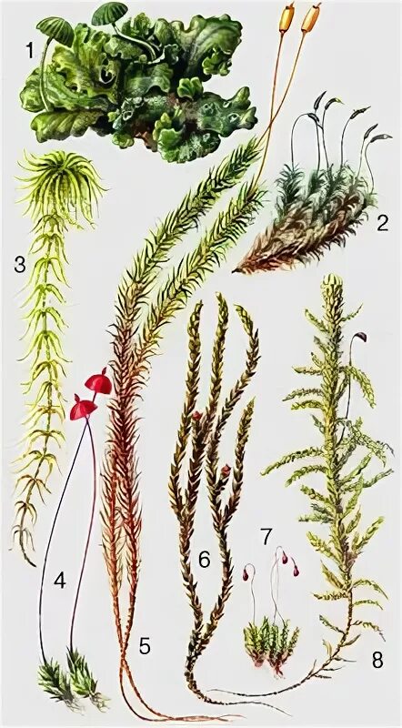 Двудольные листостебельные мхи папоротниковые хвощовые. Мхи печеночные и листостебельные. Листостебельные мхи рисунок. Листостебельные мхи папоротниковые бурые водоросли базидиомицеты. Мхи печеночные и листостебельные таблица.