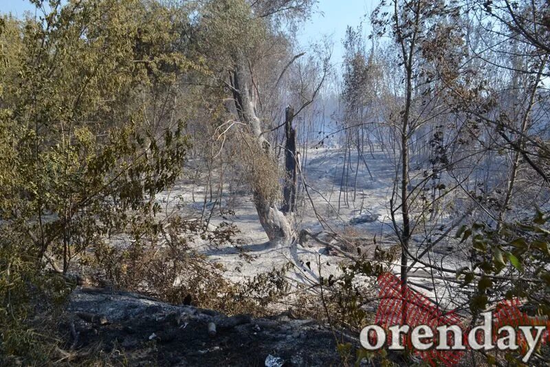 Ветреный день лимонный сок выжженная пустыня. Протопоповская роща Оренбург. Протопоповская роща Оренбург фото. Карта Протопоповской Рощи в Оренбурге. Протопоповская роща Оренбург история.