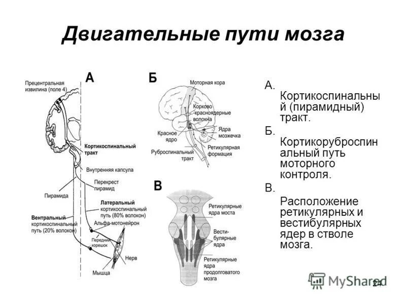 Двигательный центр спинного мозга. Путь двигательного анализатора схема. Проводниковый отдел двигательного анализатора схема. Строение двигательного анализатора схема. Кортико нуклеарный путь неврология.