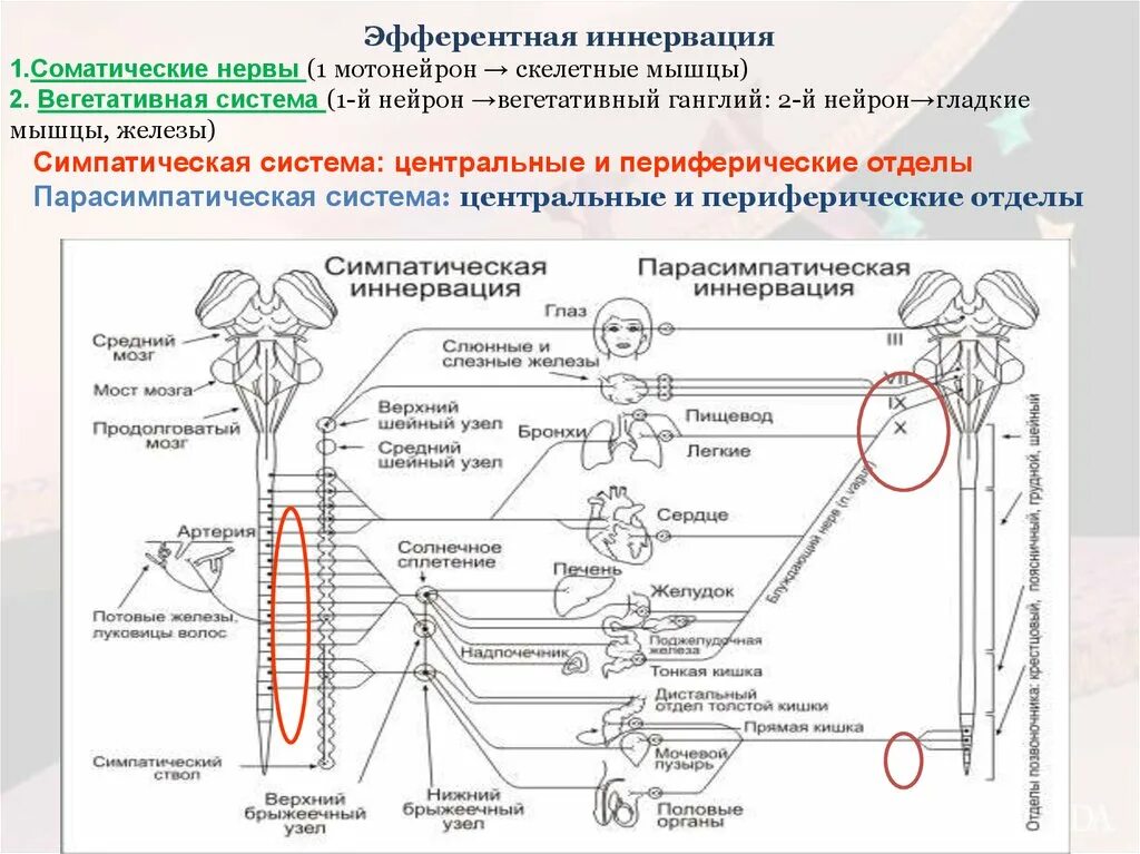 Иннервирует гладкие мышцы. Схема эфферентной иннервации фармакология. Общая схема холинергической иннервации. Афферентная иннервация схема. Схема рефлекса парасимпатической нервной системы.