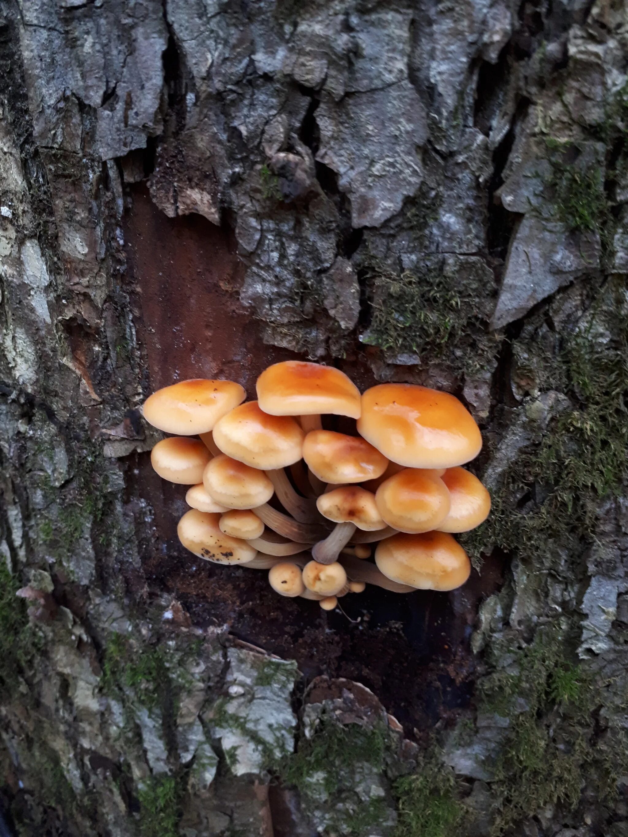 грибы растущие на деревьях. гриб на дереве трутовик. трутовик вешенки. лесные грибы растущие на дереве. вешенка рожковидная лесная.