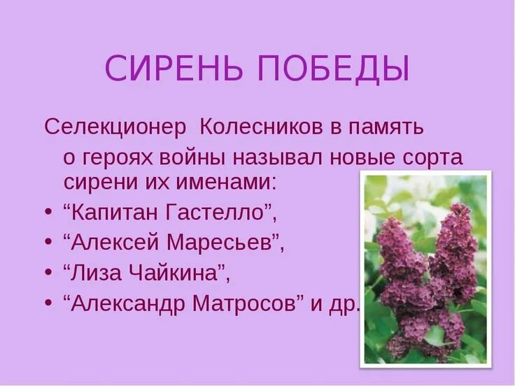 Сирень составить слова. Сирень для дошкольников. Стихотворение про сирень. Сирень описание. Легенда о сирени для детей.