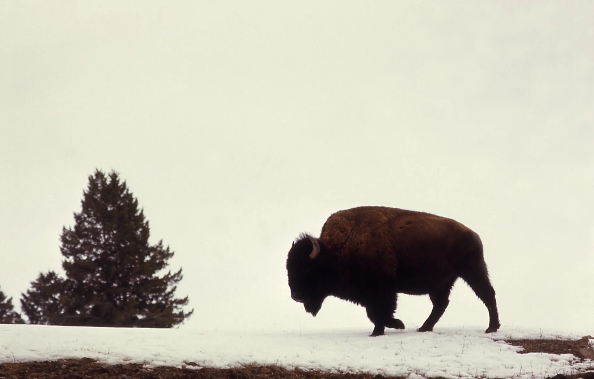 1972 Bison. Бизон. Одинокий Бизон. Бизон интересные факты. Рысь легче медведя буйвол