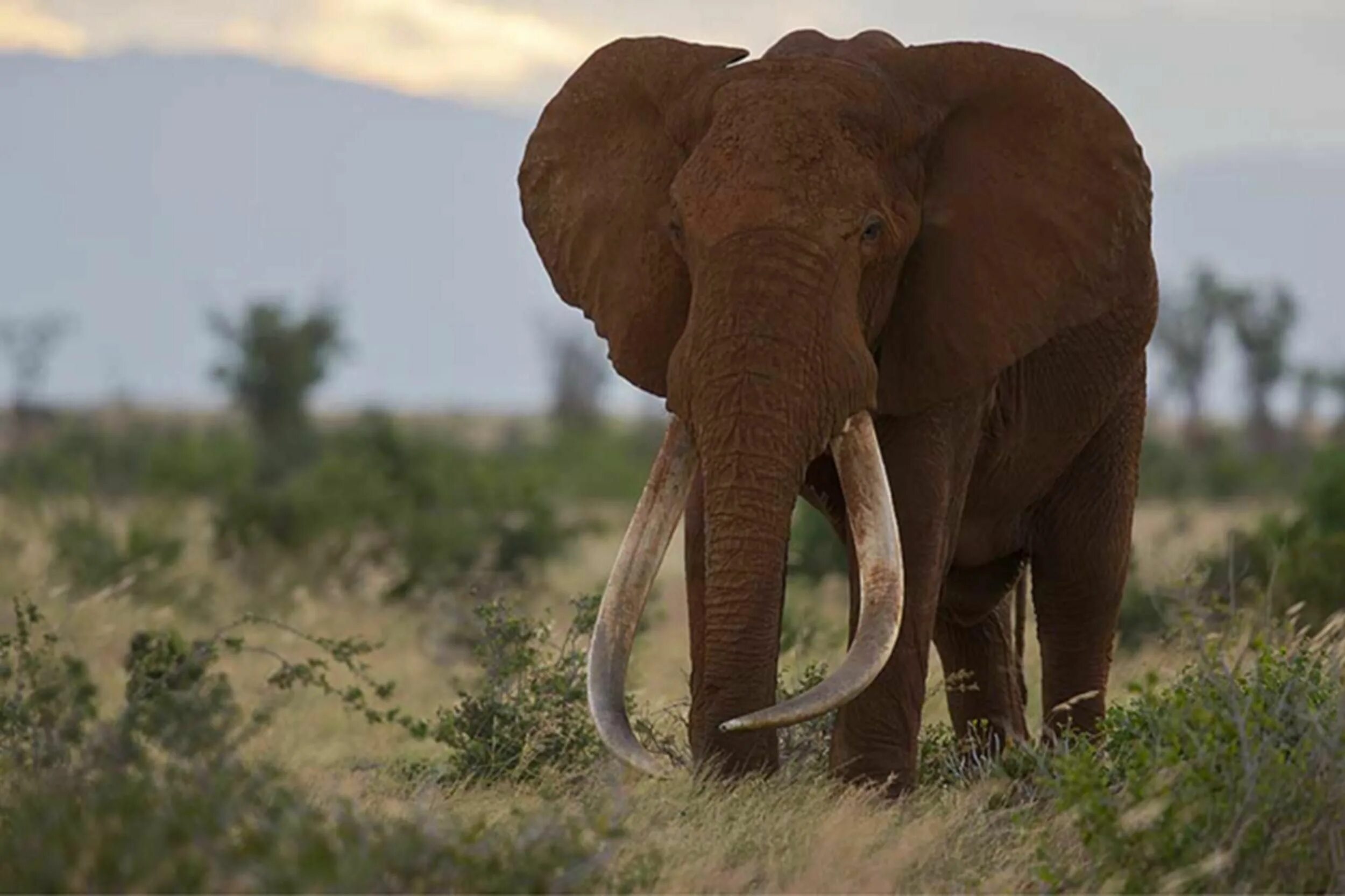 Huge elephant. Слон Йоси. Гигантский слон. Самый большой слон в мире. Самый гигантский слон.