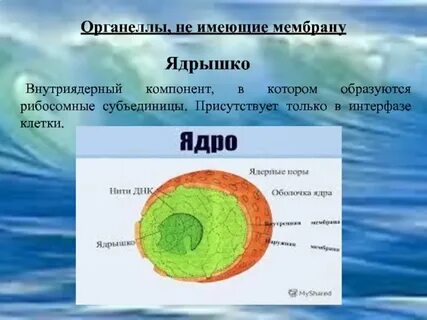 Органелы
