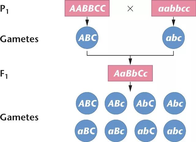 Генотип AABBCC. Гаметы AABBCC. AABBCC AABBCC скрещивание. AABBCC типы гамет.