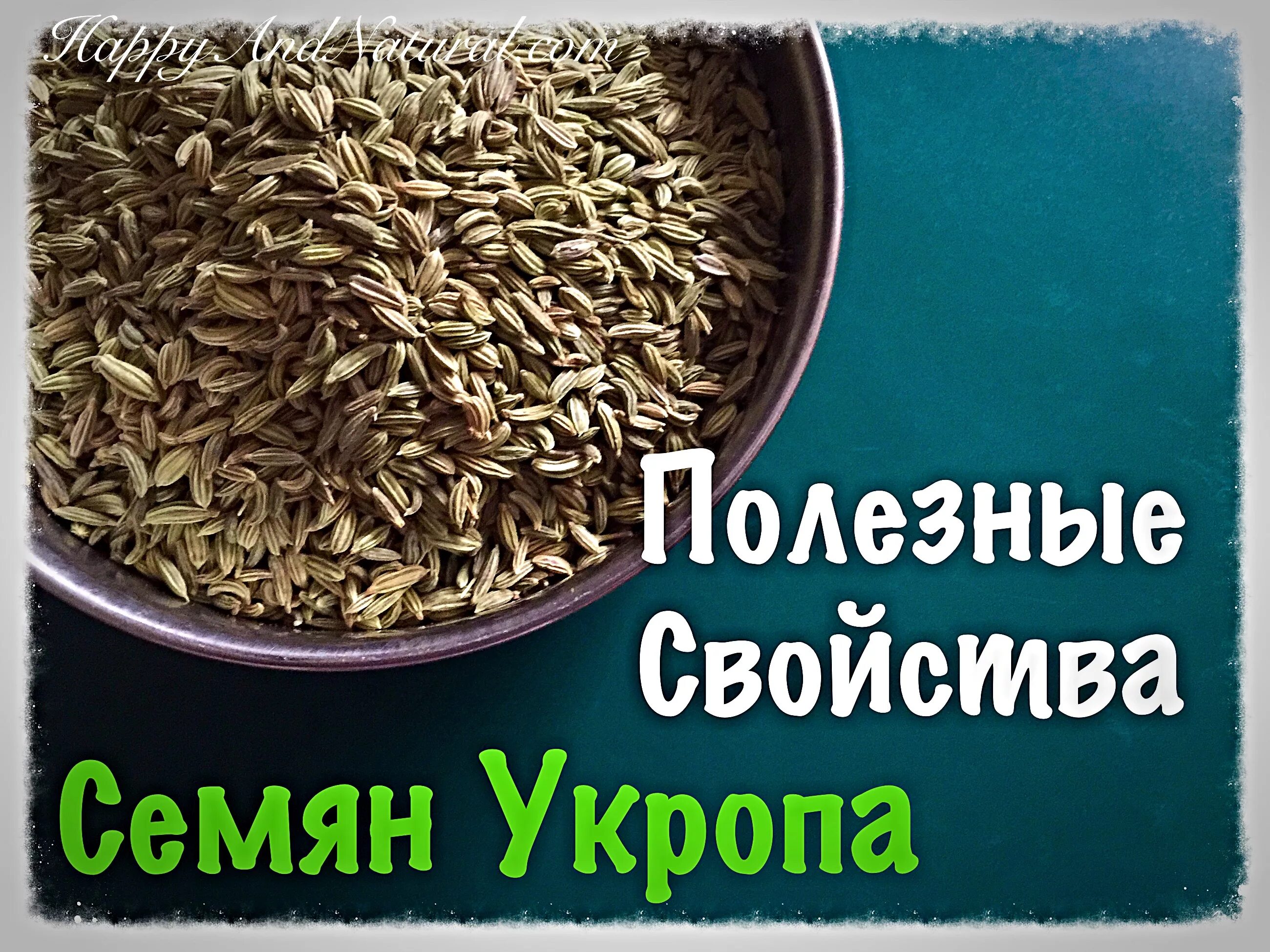 Семена укропа польза и вред отзывы. Укроп семена полезные. Семена укропа лечебные. Чем полезны семена укропа. Семена укропа аптечные.