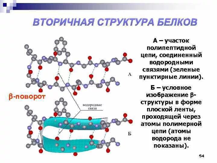 Вторичная структура какие связи. Вторичная структура полипептидной цепи. Вторичная структура белков. Вторичная структура белка. Строение полипептидной цепи.