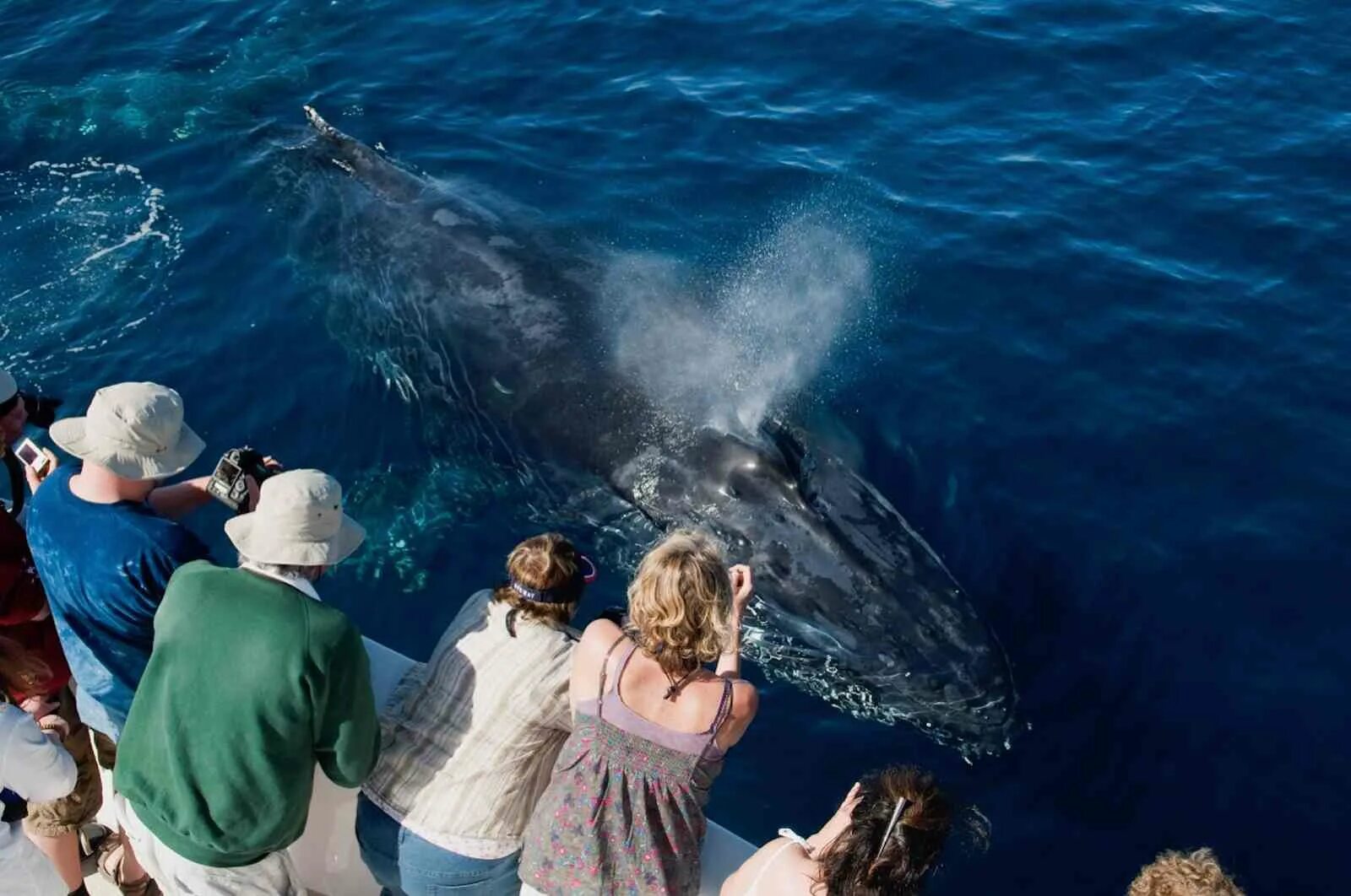 Кит личная жизнь. Огромный кит. Киты дружелюбные. Увидеть кита. Киты и люди.