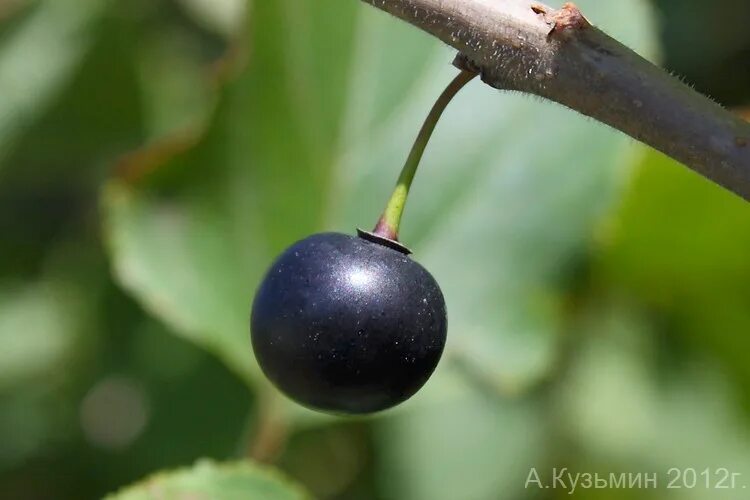 Жостер слабительный Фармакогнозия. Rhamnus cathartica. Плоды жостера Фармакогнозия. Жостер слабительный плоды.