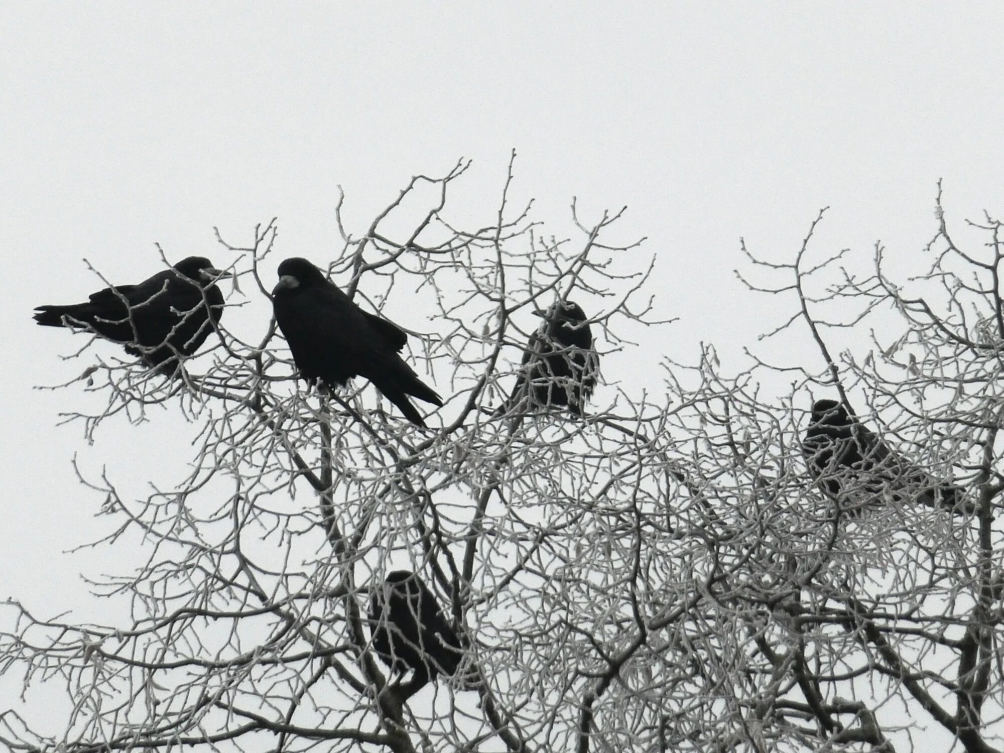 Птицы на верхушках деревьев. Вороны на дереве. Вороны на дереве зимой. Ворон зимой. Вороны на ветке.