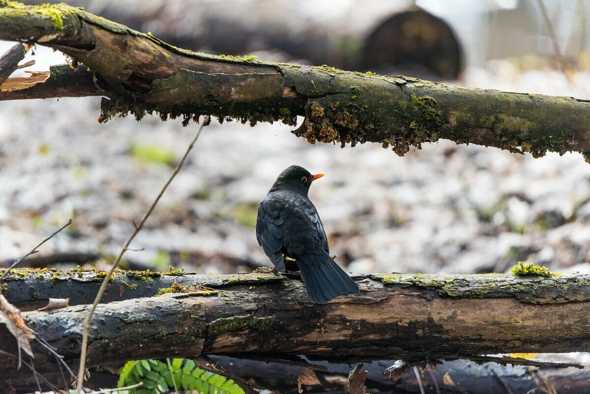 где снимали фильм тайна черных дроздов 1983. тайна чёрных дроздов 1983. черный дрозд определитель.