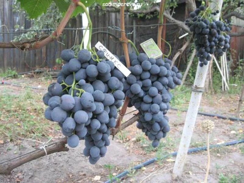 виноград сфинкс. виноград сфинкс фото. виноград сорт сфинкс описание сорта. сорт винограда сфинкс. лпх суражевский сорта винограда.